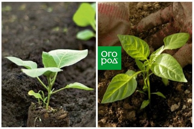 Calendario lunar pimiento y berenjena