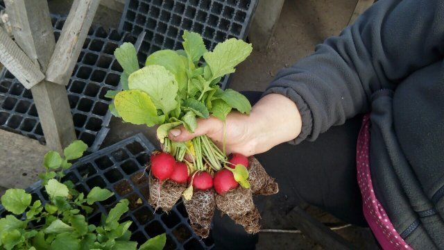Rábano cultivado con ayuda de biopreparados