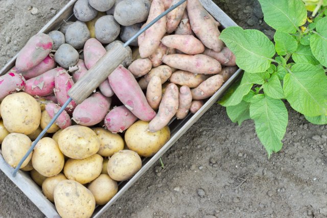 Diferentes variedades de patatas