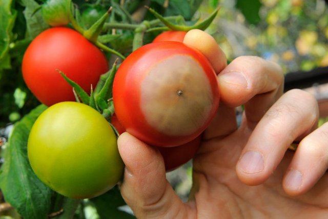 Podredumbre apical del tomate