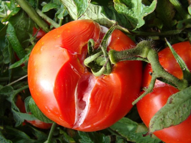 Podredumbre blanda del tomate