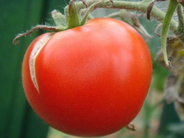 Los tomates se están agrietando