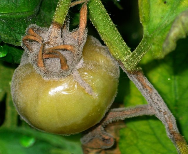 Moho gris del tomate