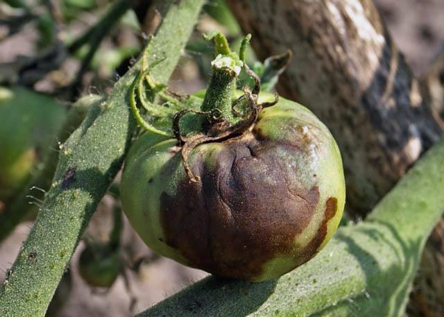 Phytophthora en tomates
