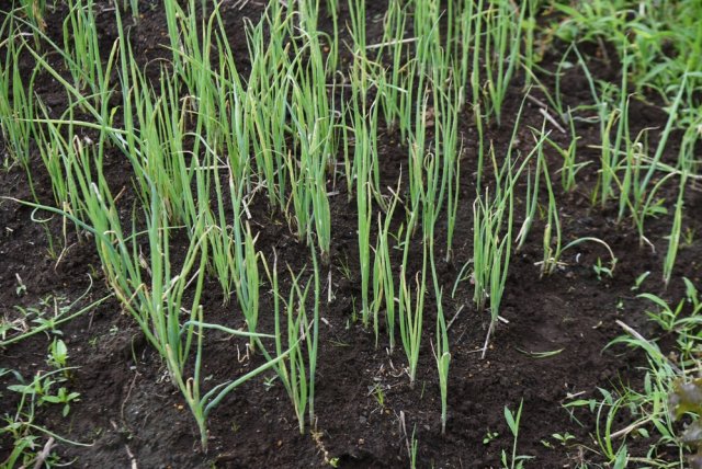 cultivo de cebollinos