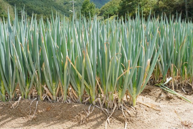 cebolla picada