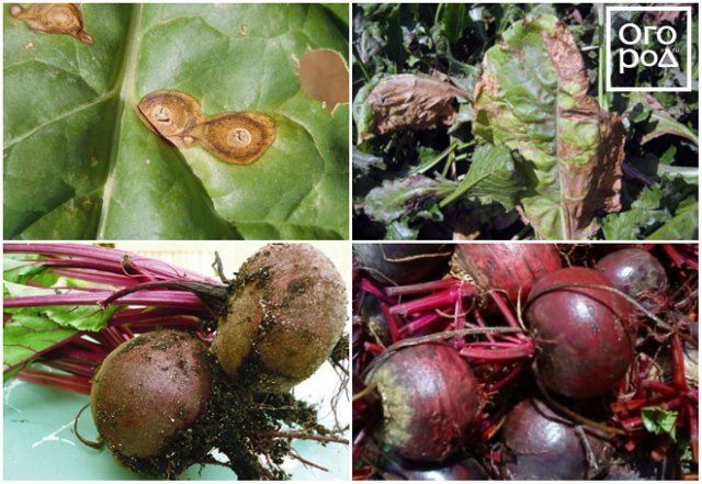 Phoma de remolacha