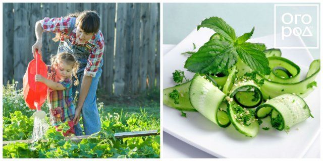 Collage de pepinos de riego y ensalada.