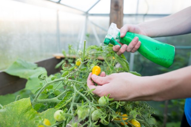 alimentación foliar de tomates