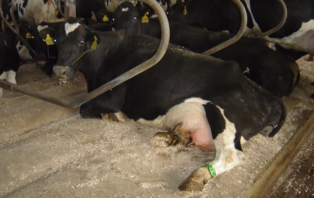 Una vaca afectada por leucemia