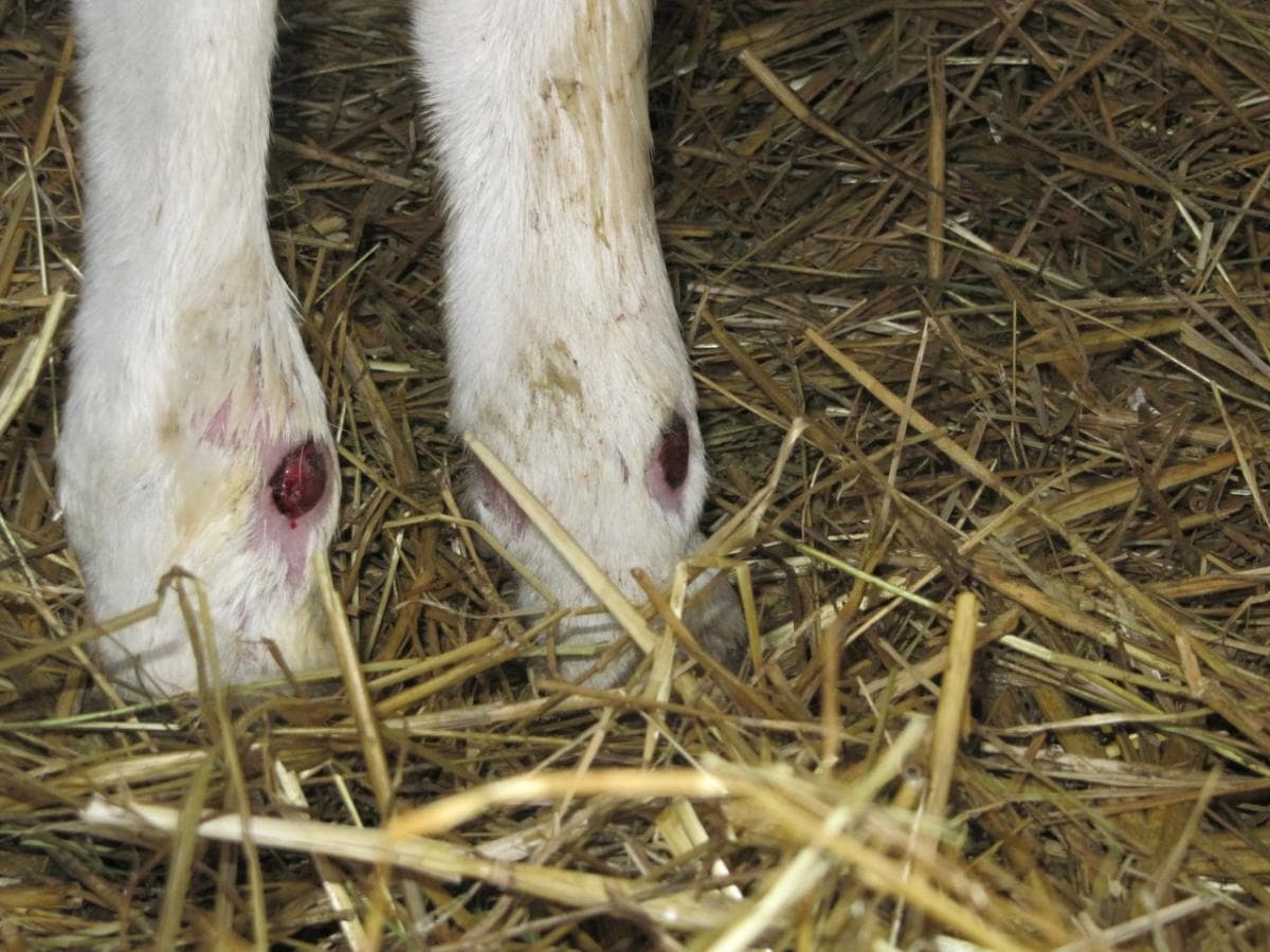 Signos de leucemia en una vaca