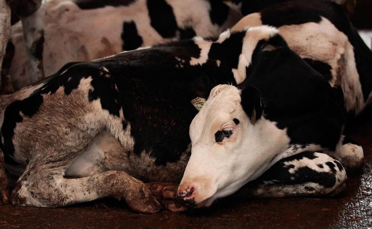 La vaca está enferma de leucemia.