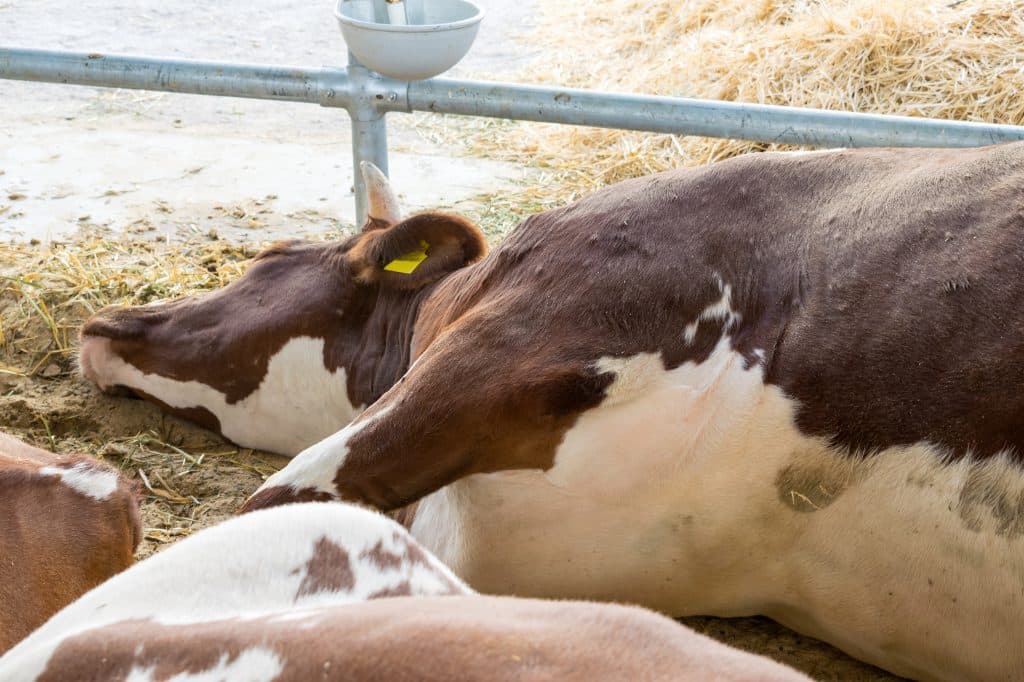 Vaca enferma