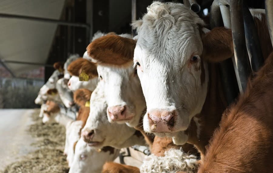 Vacas