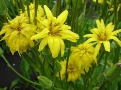 Scorzonera