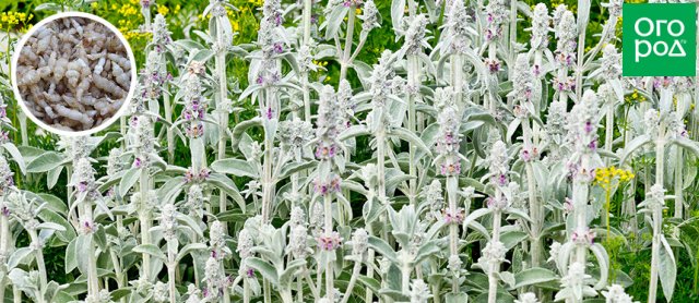 Stachys tuberosus