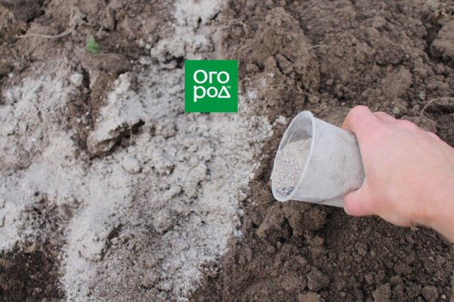 preparando una cama para el ajo