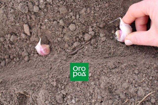 plantación de ajo de invierno