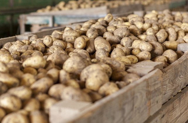 almacenamiento de patatas