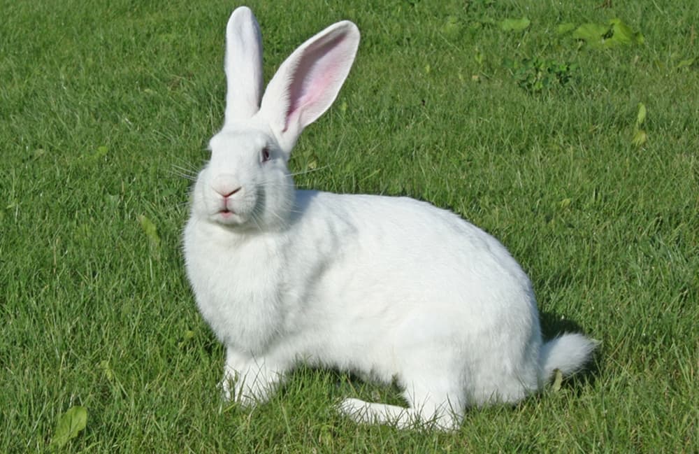 Gigante blanco
