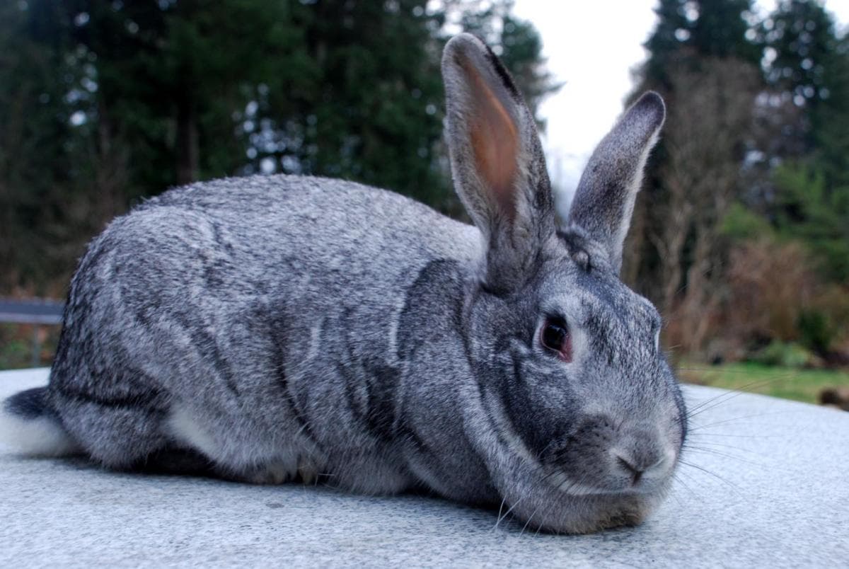 Chinchilla