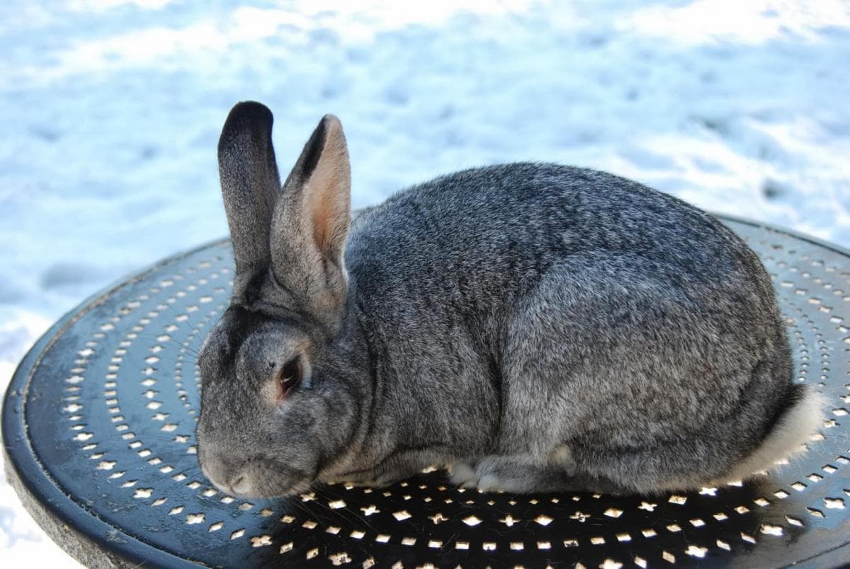 Conejo