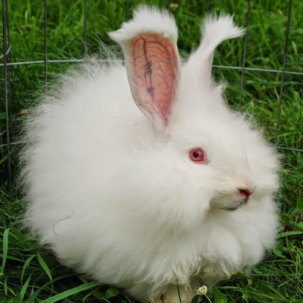conejo de angora