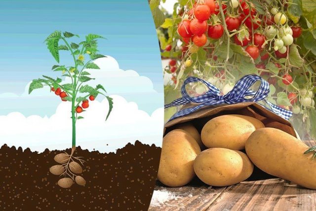 tomate