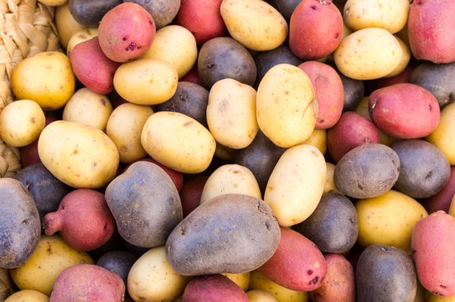 patatas de diferentes colores