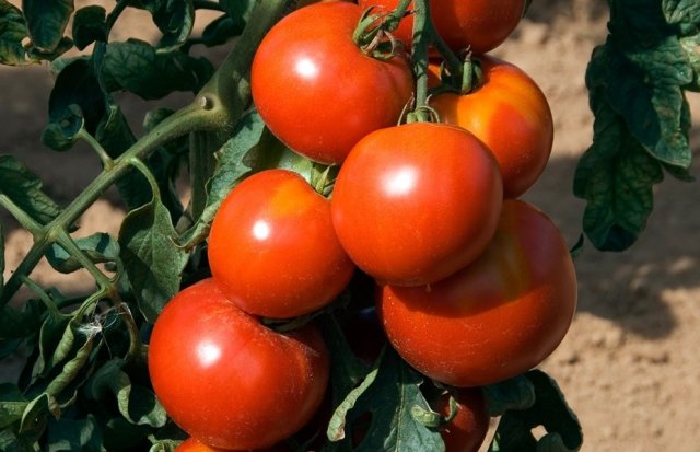Foto de tomates estándar