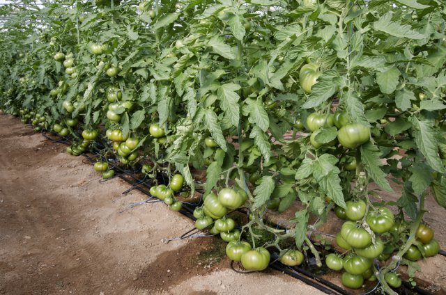 Riego por goteo de tomates