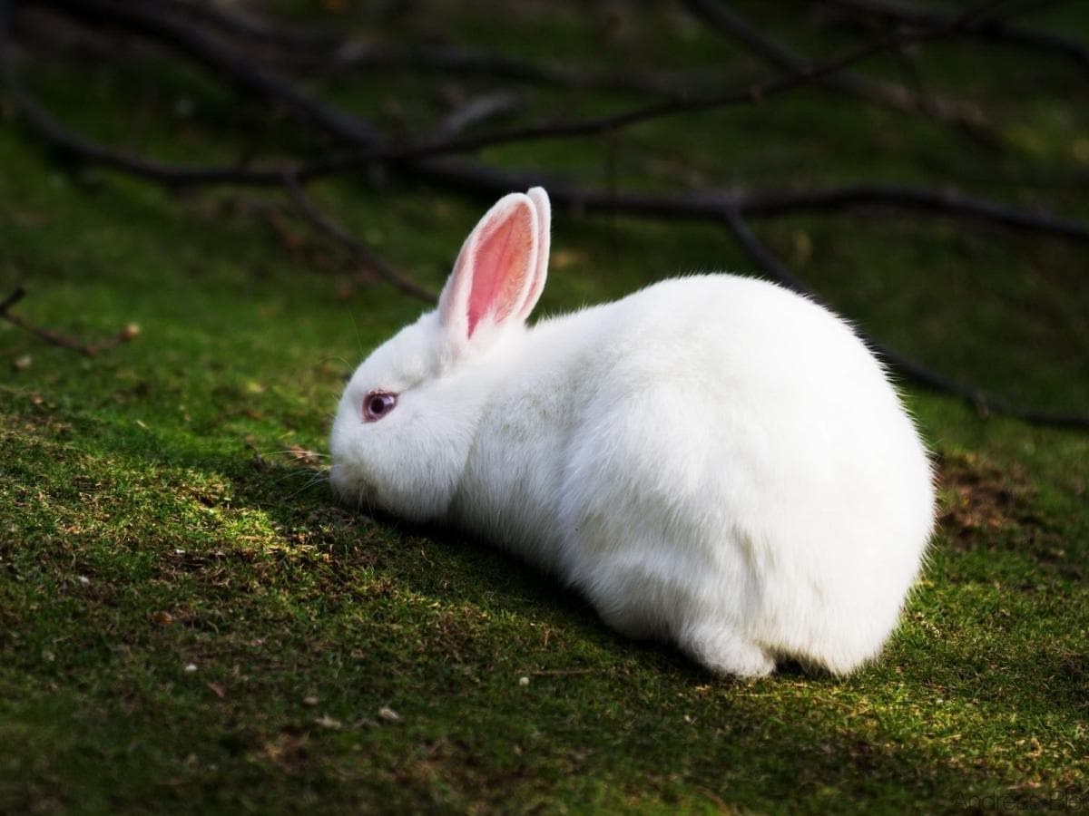 Conejo