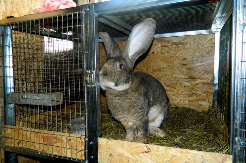 Conejo en una jaula