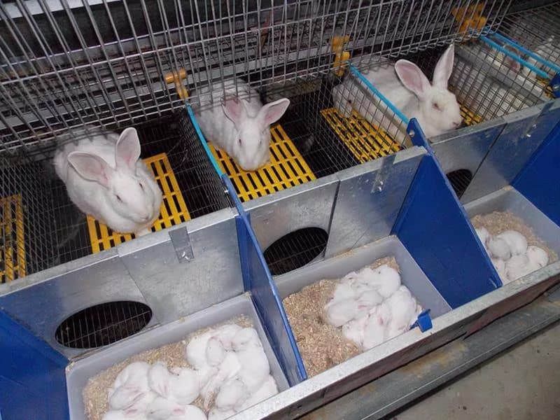 Conejeras