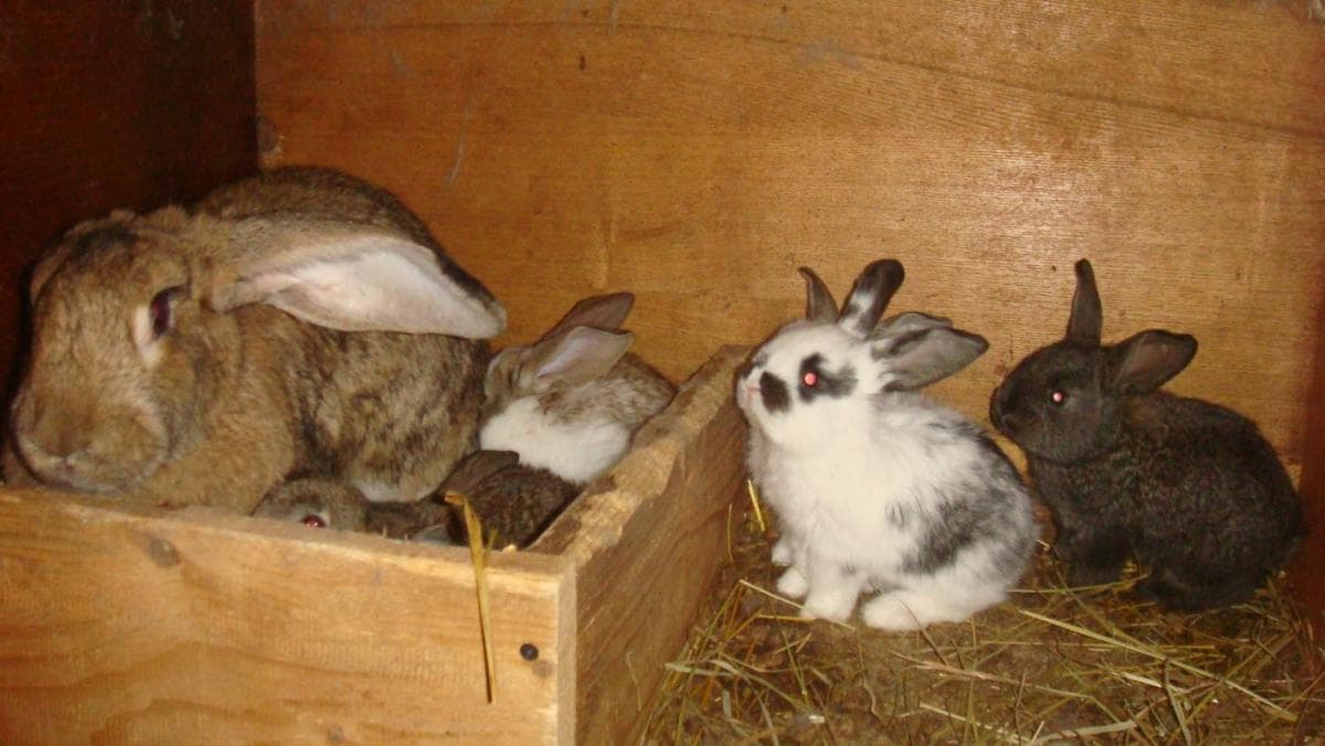 Coneja embarazada