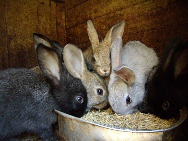 Alimentando a los conejos