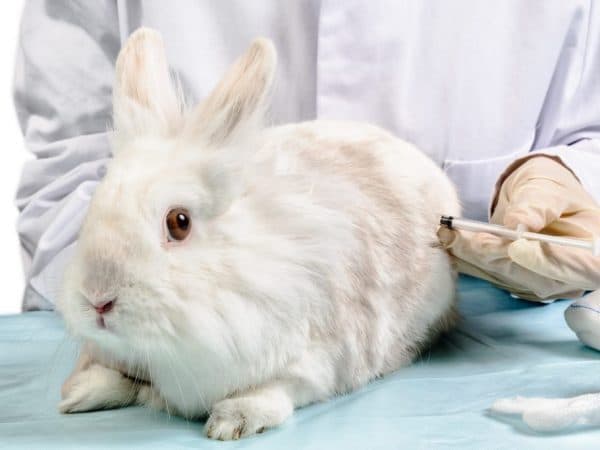 Vacunación de un conejo