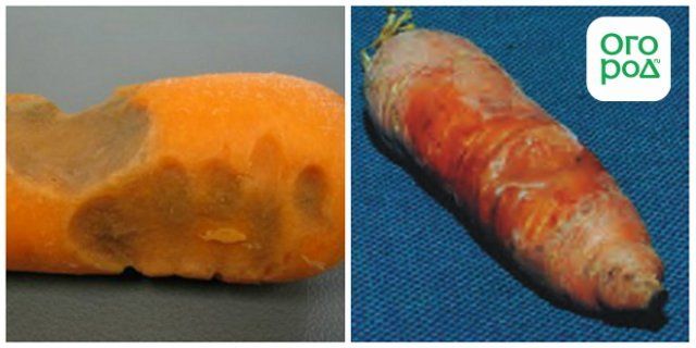Bacteriosis de las zanahorias