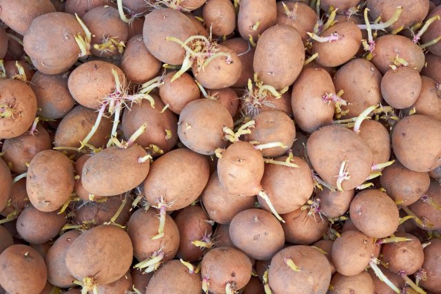 brotes de patata