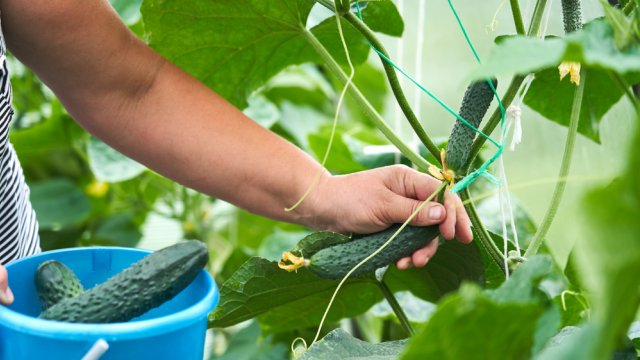 Cómo obtener una buena cosecha de pepinos