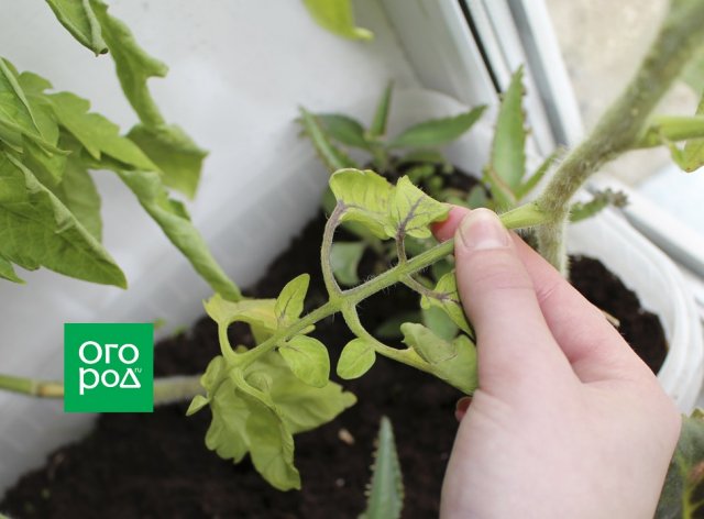 Cultivo de tomates