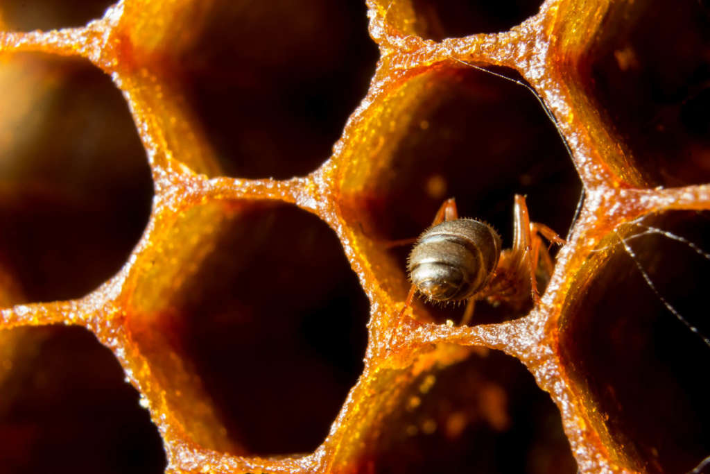 Celdas de abejas
