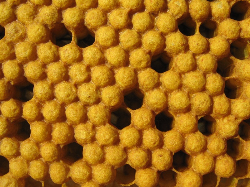Células de zánganos