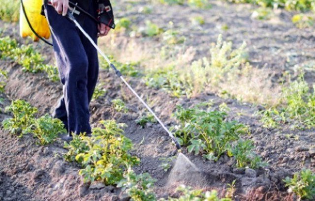 Cómo tratar las patatas contra el escarabajo de la patata