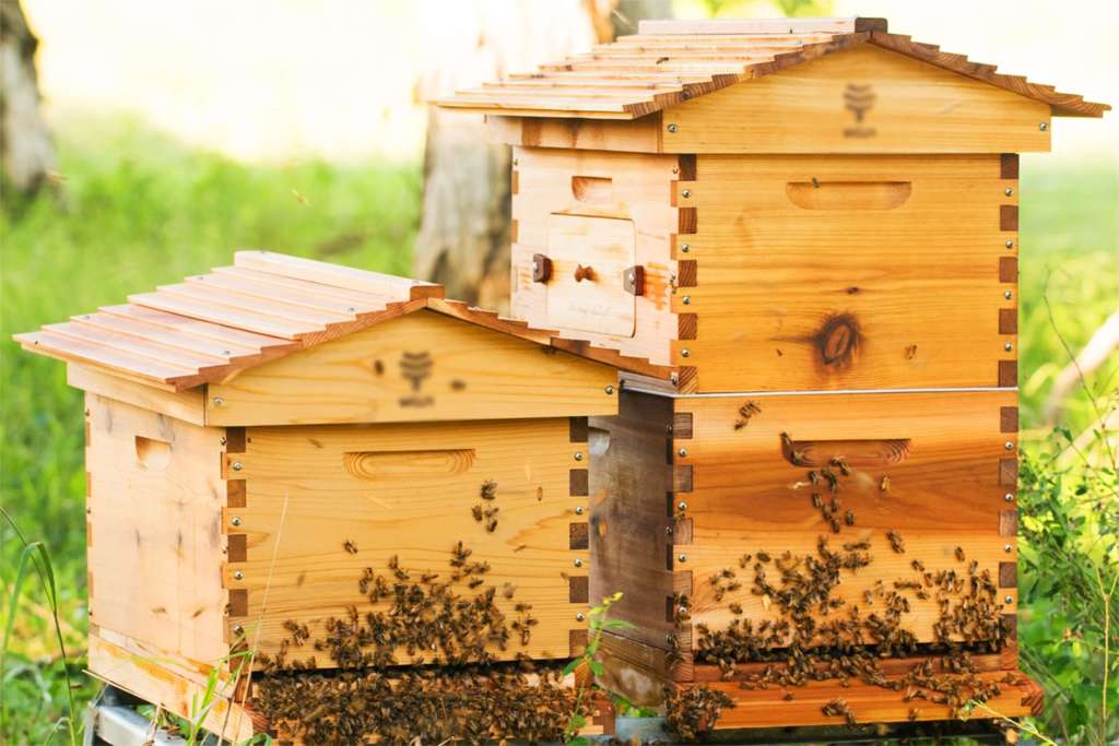 Colmenas para abejas