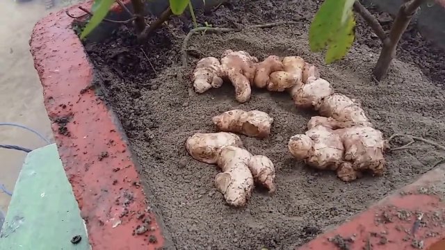 Plantando jengibre