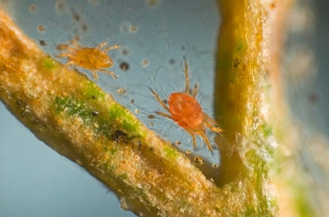 Araña roja