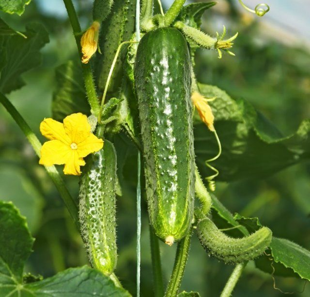 ¿Por qué los ovarios del pepino se vuelven amarillos y se caen?