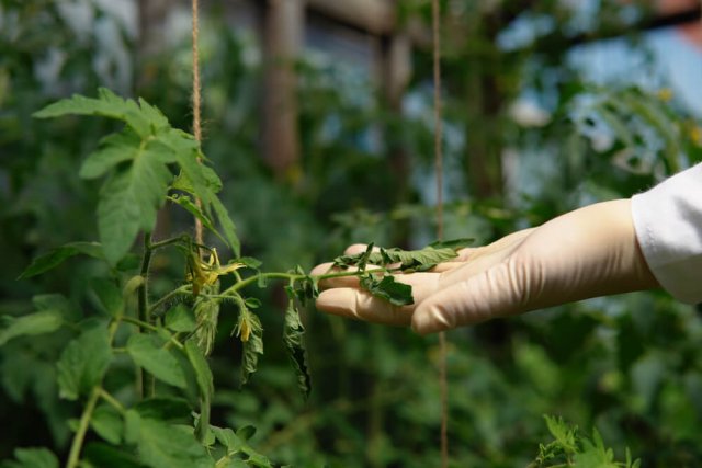 ¿A qué temperatura mueren los tomates?