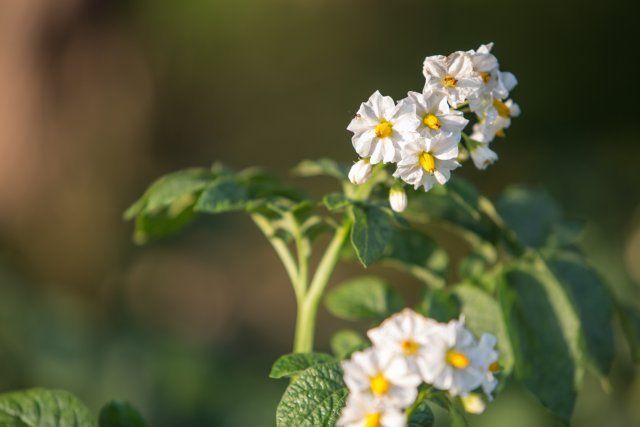 floración de la patata